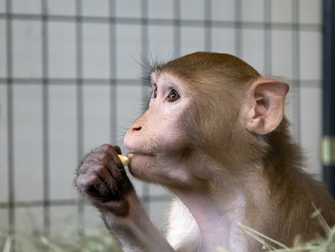 Understanding Why Monkeys Are Mean to Their Babies