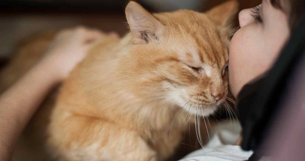 Understanding Why Your Cat Head Butts You: A Complete Guide