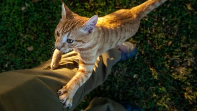 Why Does My Cat Climb Me Like a Tree? Understand Feline Behavior.