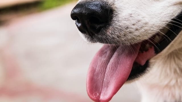 Why Does My Dog’s Tongue Vibrate? Uncover the Reasons!
