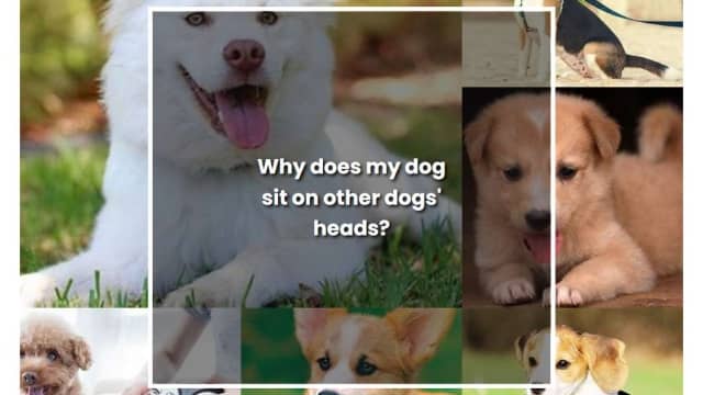 Why Does My Puppy Sit on My Other Dog’s Head? – Dog Behavior Explained