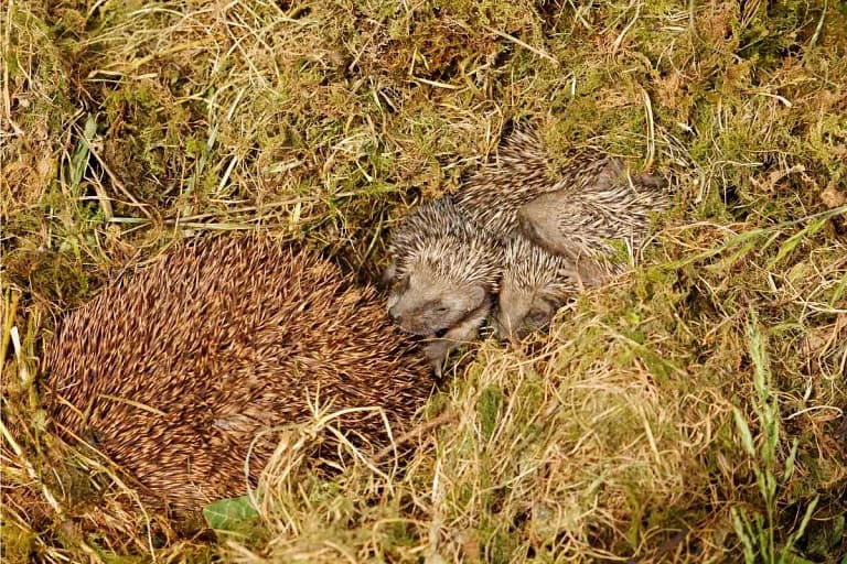 Why Do Hedgehogs Eat Their Babies And How To Stop It