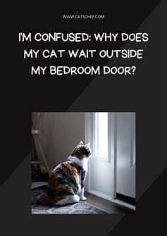 Why Does My Cat Wait Outside My Bedroom Door? Find Out Here!