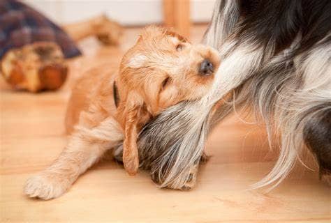 Understanding Why Dogs Bite Each Other's Legs - Canine Behavior