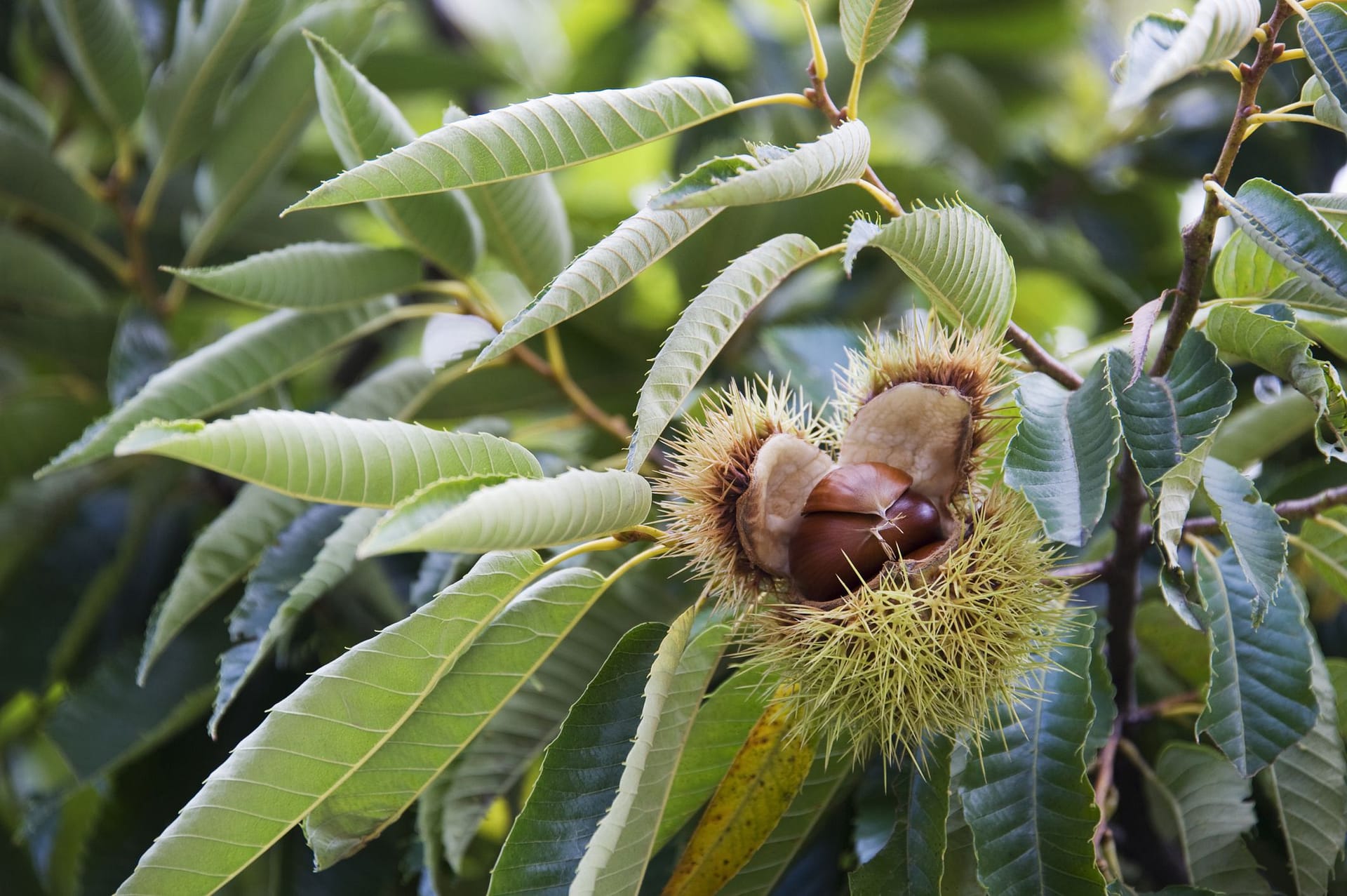 Uncovering the Truth: Why Are Chestnuts So Expensive?