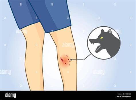 Understanding Why Dogs Bite Each Other's Legs - Canine Behavior